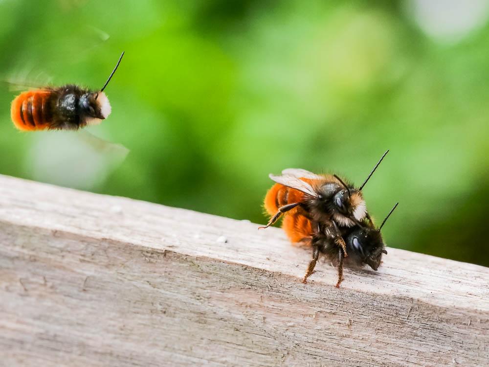  Osmia cornuta (Latreille, 1805)