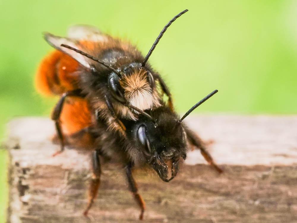  Osmia cornuta (Latreille, 1805)