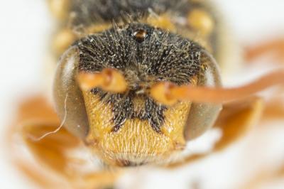  Nomada fucata Panzer, 1798