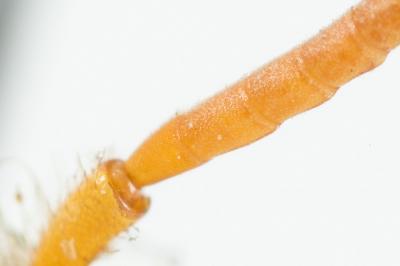  Nomada fucata Panzer, 1798