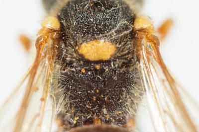  Nomada fucata Panzer, 1798