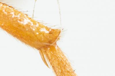 Nomada fucata Panzer, 1798