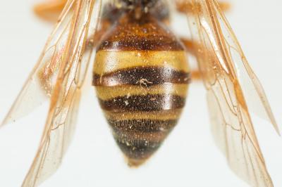  Nomada fucata Panzer, 1798