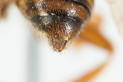  Nomada fucata Panzer, 1798