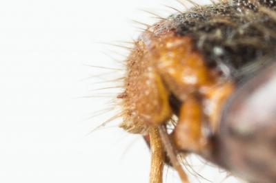  Nomada marshamella (Kirby, 1802)