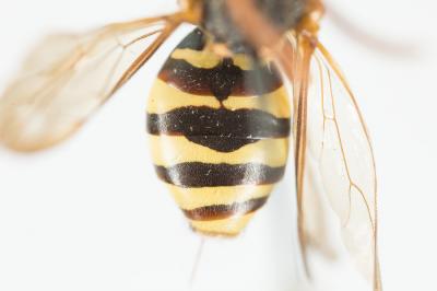  Nomada marshamella (Kirby, 1802)