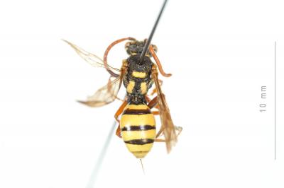  Nomada mutica Morawitz, 1872