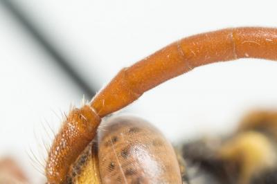  Nomada mutica Morawitz, 1872