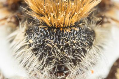  Andrena haemorrhoa (Fabricius, 1781)