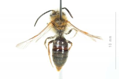  Andrena haemorrhoa (Fabricius, 1781)