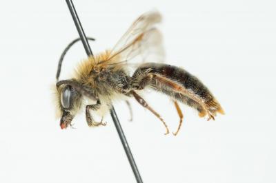  Andrena haemorrhoa (Fabricius, 1781)
