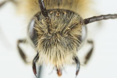  Andrena haemorrhoa (Fabricius, 1781)