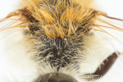  Andrena haemorrhoa (Fabricius, 1781)