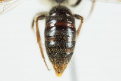  Andrena haemorrhoa (Fabricius, 1781)