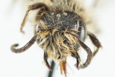  Andrena clypella Strand, 1921