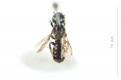  Hoplitis leucomelana (Kirby, 1802)