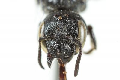  Hoplitis leucomelana (Kirby, 1802)