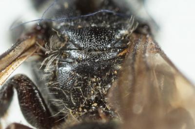  Hoplitis leucomelana (Kirby, 1802)