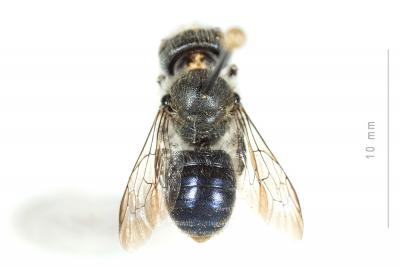  Osmia latreillei (Spinola, 1806)