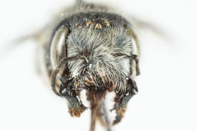  Osmia latreillei (Spinola, 1806)