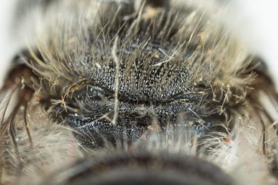 Osmia latreillei (Spinola, 1806)