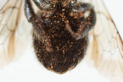  Osmia latreillei (Spinola, 1806)