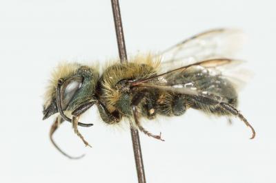  Osmia latreillei (Spinola, 1806)