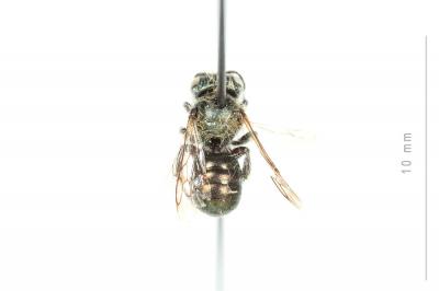  Osmia versicolor Latreille, 1811