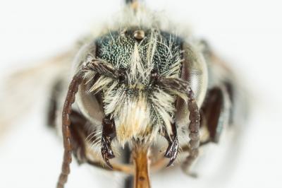  Osmia versicolor Latreille, 1811