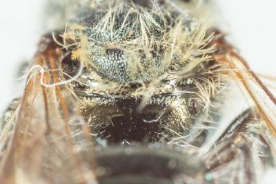  Osmia versicolor Latreille, 1811