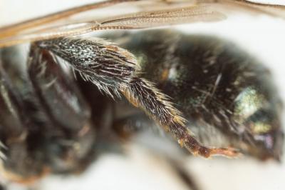  Osmia versicolor Latreille, 1811