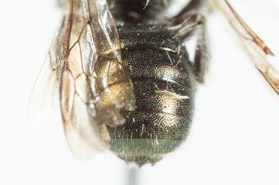  Osmia versicolor Latreille, 1811