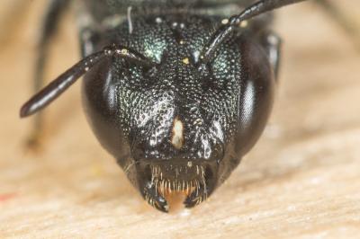 Cératine gravide Ceratina gravidula Gerstäcker, 1869