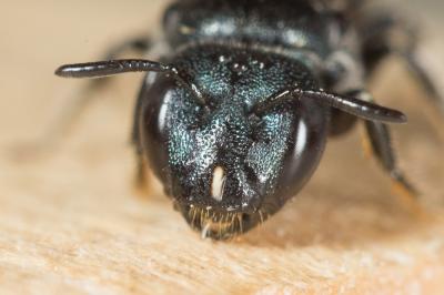 Cératine gravide Ceratina gravidula Gerstäcker, 1869