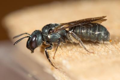 Cératine d'acier Ceratina chalybea Chevrier, 1872