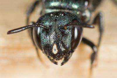Cératine d'acier Ceratina chalybea Chevrier, 1872