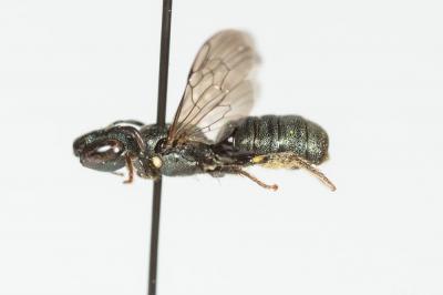 Cératine de Dalla Torre Ceratina dallatorreana Friese, 1896
