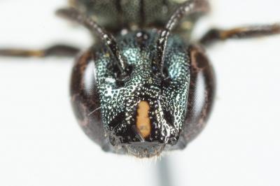Cératine de Dalla Torre Ceratina dallatorreana Friese, 1896