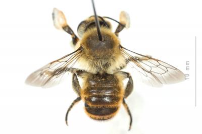  Megachile lagopoda (Linnaeus, 1760)