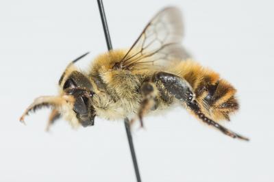  Megachile lagopoda (Linnaeus, 1760)