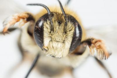  Megachile lagopoda (Linnaeus, 1760)