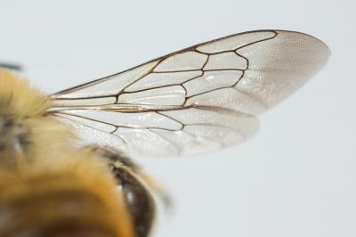  Megachile lagopoda (Linnaeus, 1760)