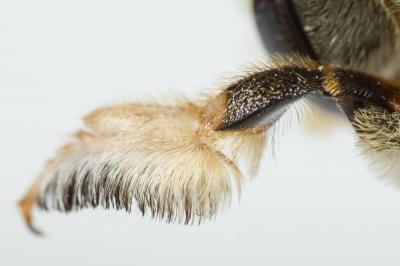  Megachile lagopoda (Linnaeus, 1760)