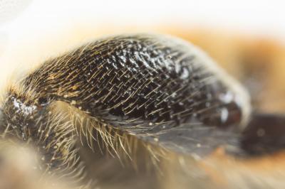  Megachile lagopoda (Linnaeus, 1760)