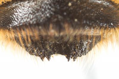  Megachile lagopoda (Linnaeus, 1760)