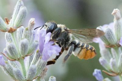  Megachile maritima (Kirby, 1802)