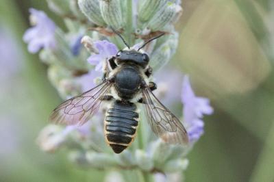  Megachile maritima (Kirby, 1802)