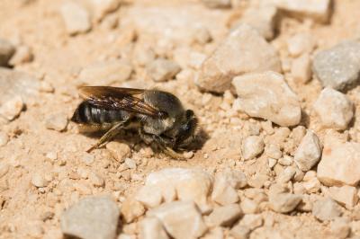  Megachile rufescens (Pérez, 1879)