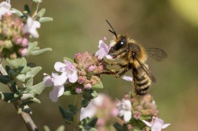  Megachile rufescens (Pérez, 1879)
