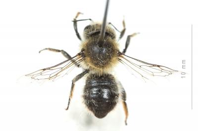  Hoplitis villosa (Schenck, 1853)